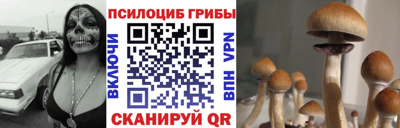 Галлюциногенные грибы Psilocybe  Ессентуки 